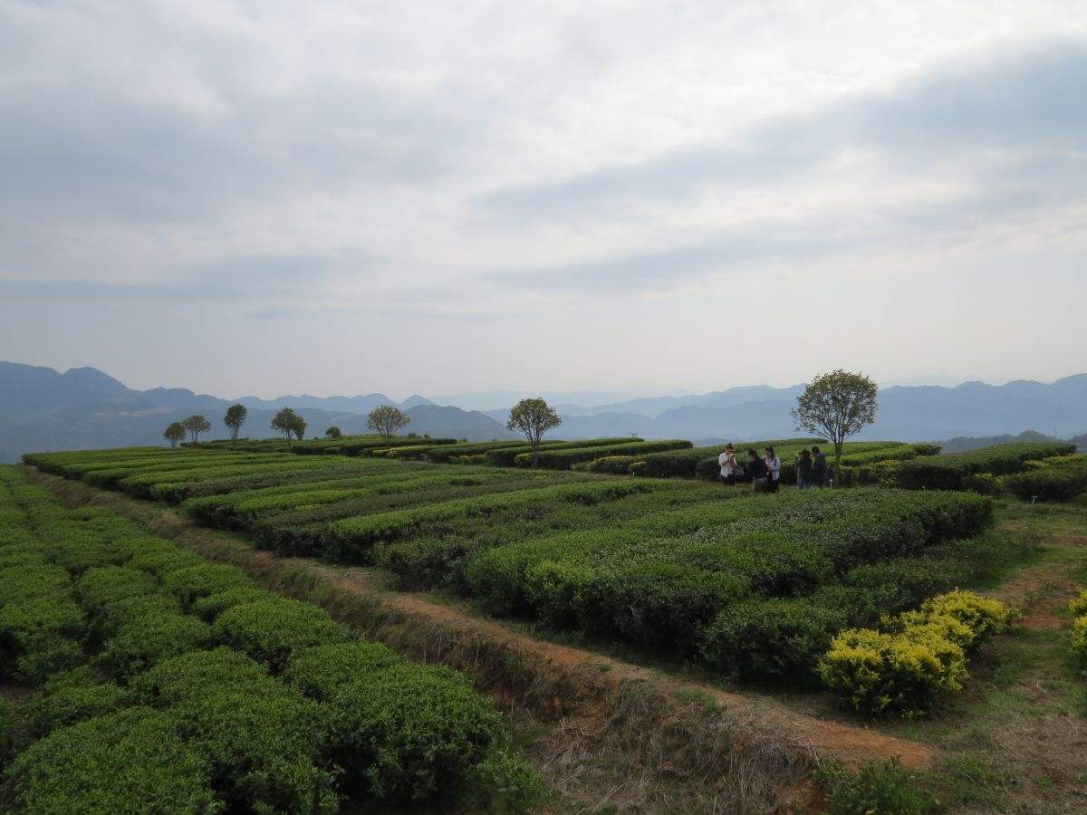 福建（安溪華祥苑）張天福有機茶示范基地試驗效果對比圖